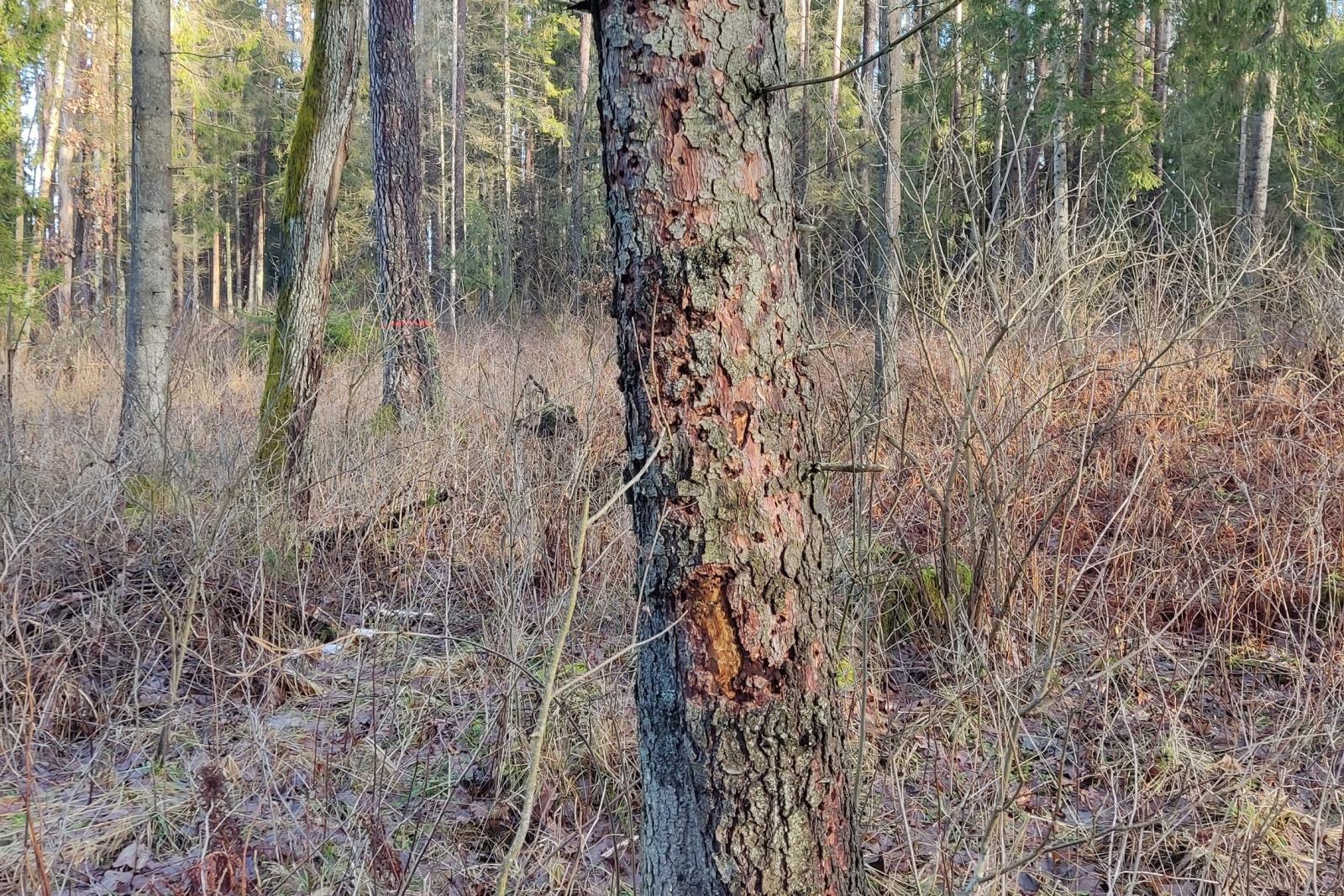 pažeistas miškas