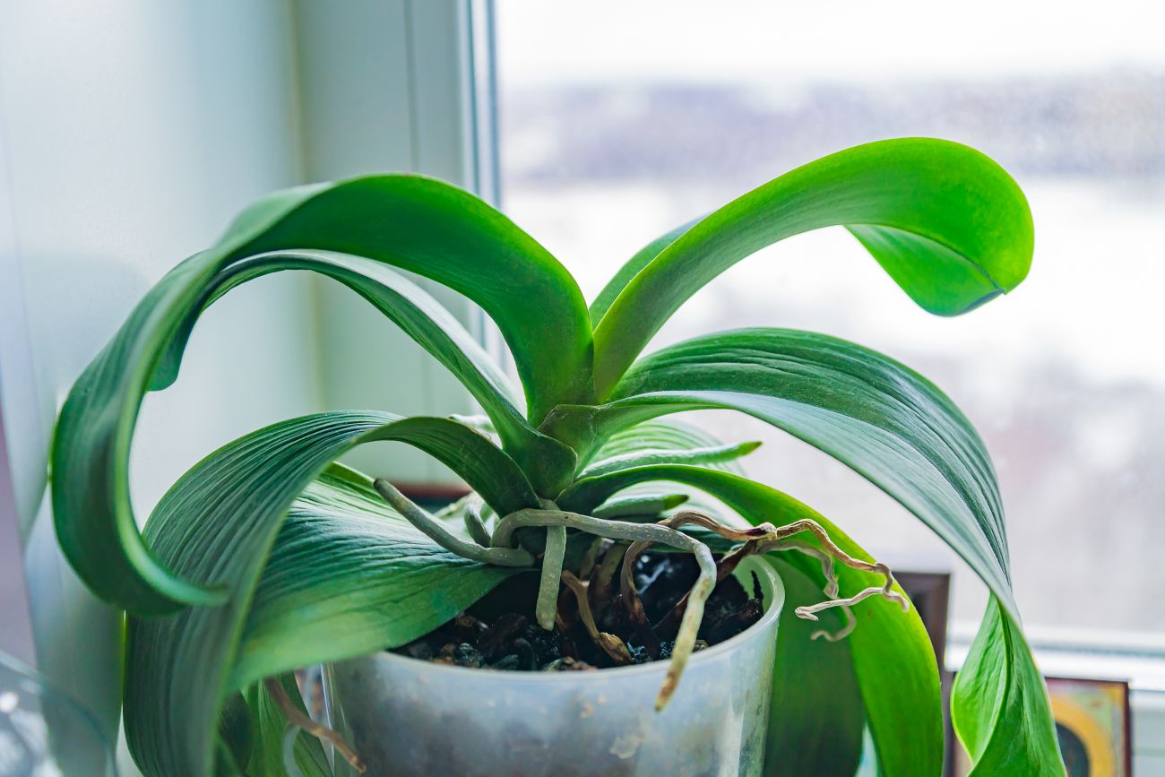 orchidėjos