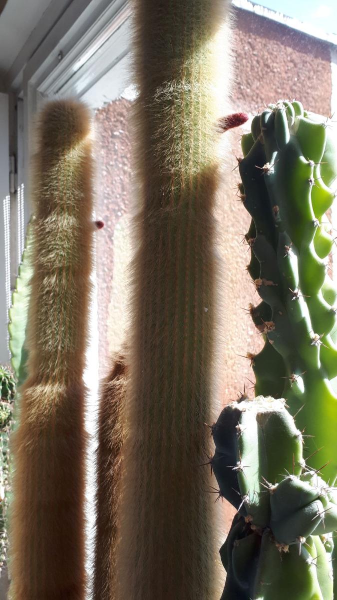 stulpenis, kaktusai