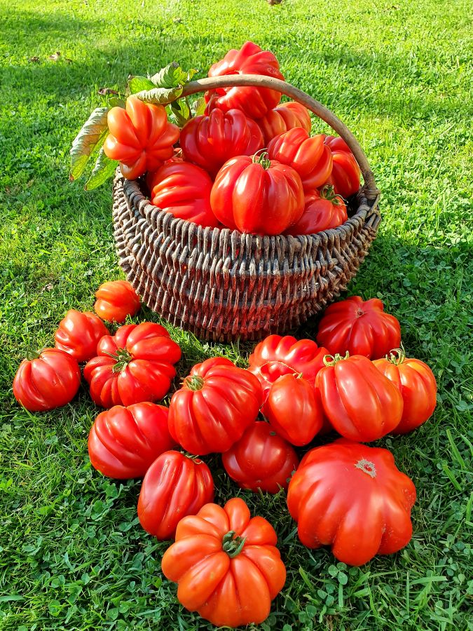 pomidorai, pomidorų veislės