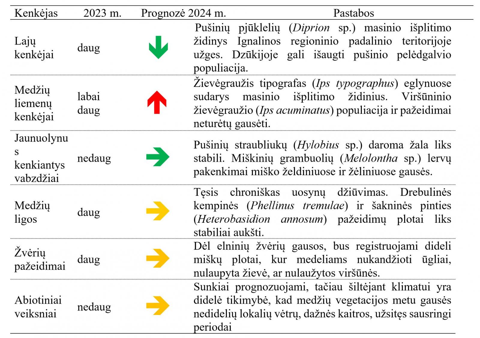 žievgraužis tipografas