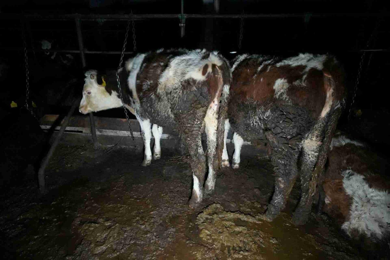 ferma
