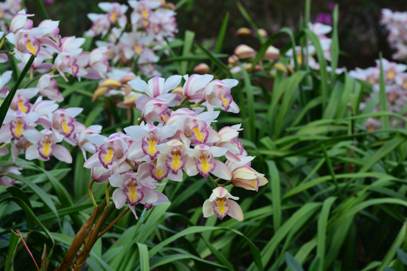 orchidėjos, cimbidžiai