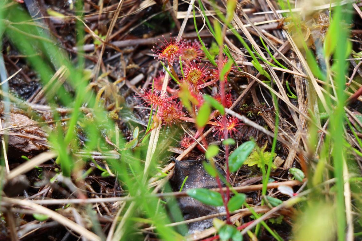 Drosera rotundifolia