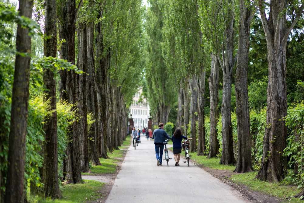 Assistens kapines