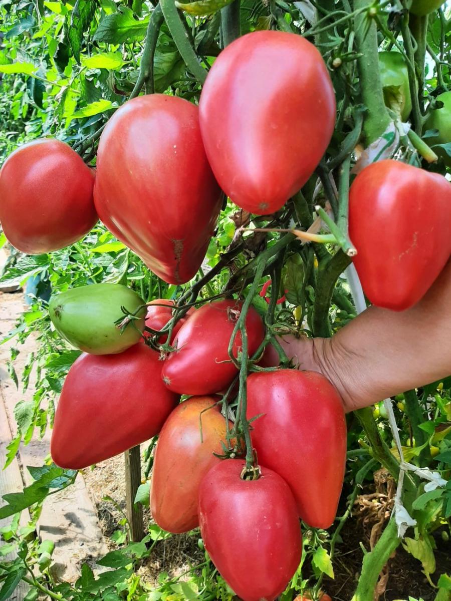 pomidorai