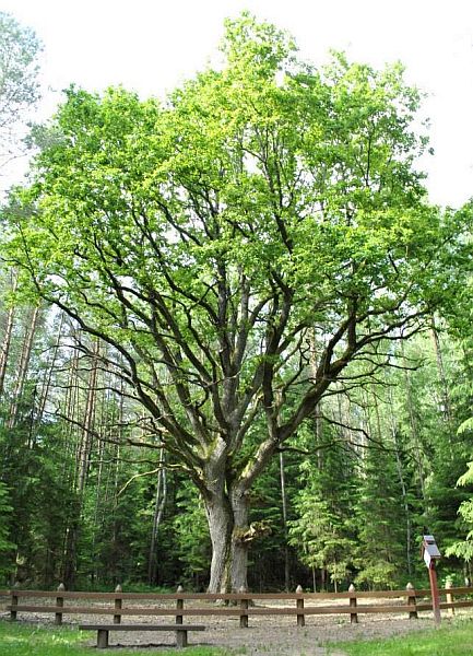 grybiskiu azuolas