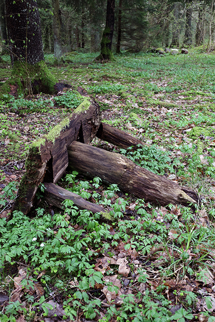 Kelpšaičiai