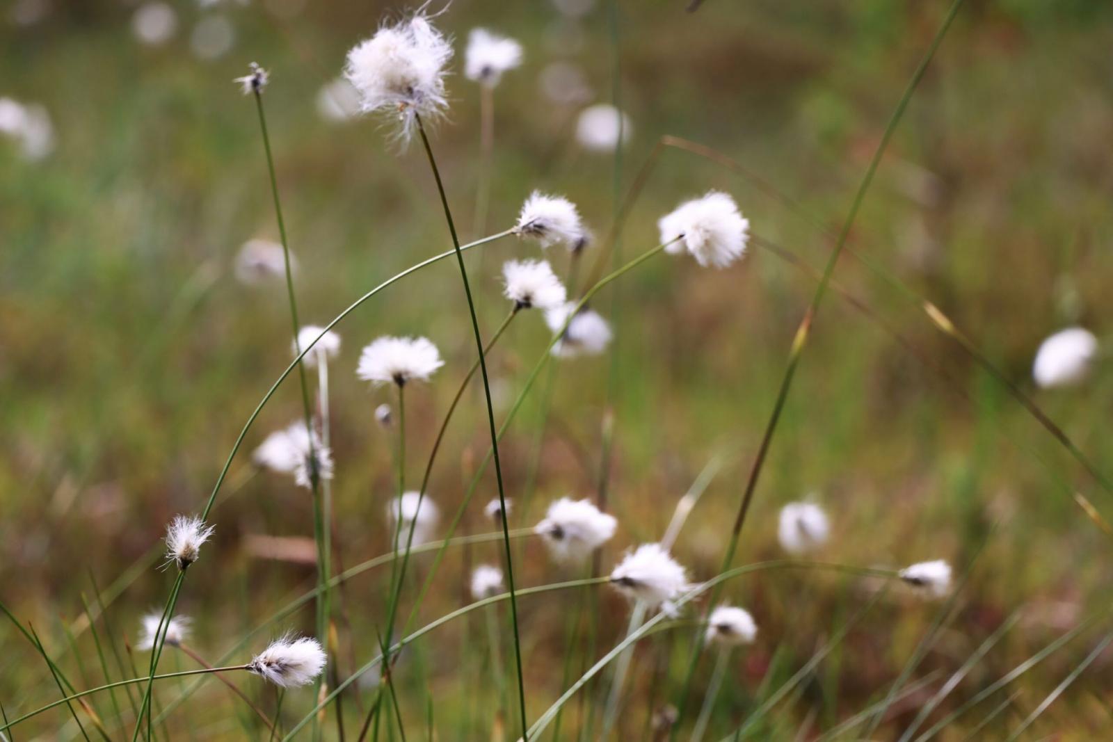 Eriophorum vaginatum