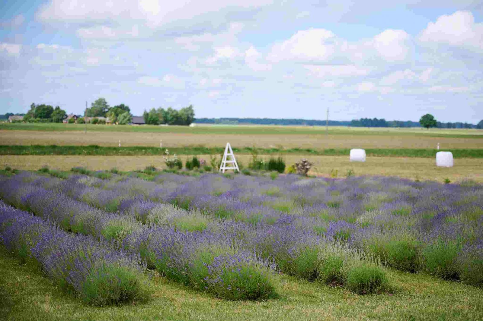 Levandų ūkis