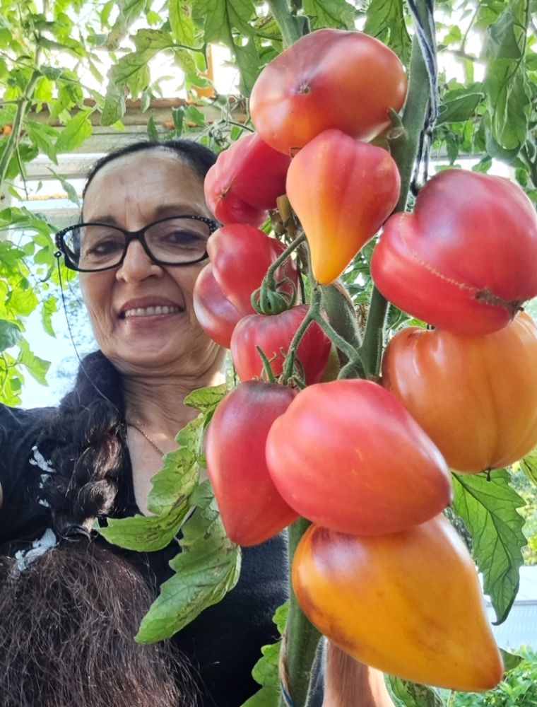 Lilija Jasevičienė, pomidorai