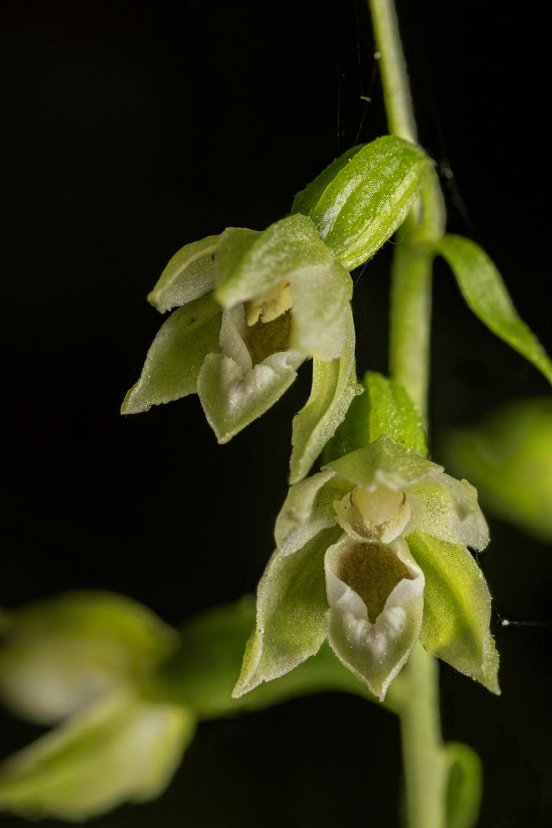 Paelbinis skiautalūpis