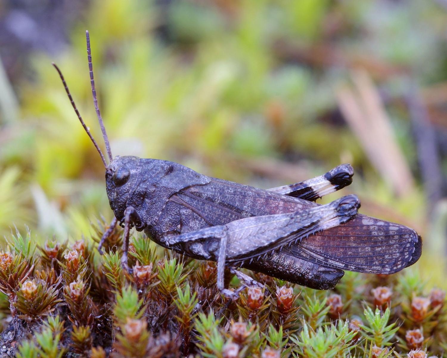 Raudonsparnis tarkslys