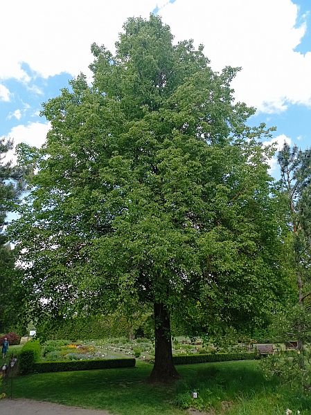 siauliu botanikos sodo liepa