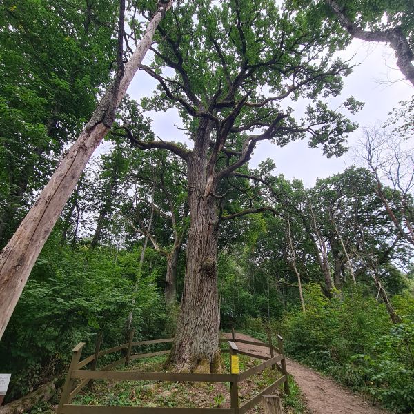 sventasis daubu azuolas