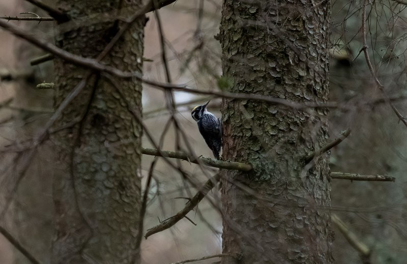 tripirstis genys