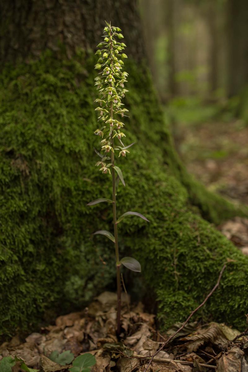 Trumpalapis skiautalūpis