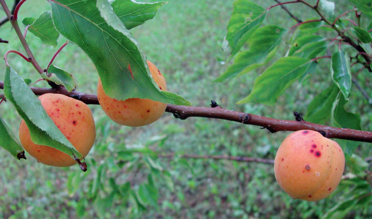 abrikosai, abrikosų ligos