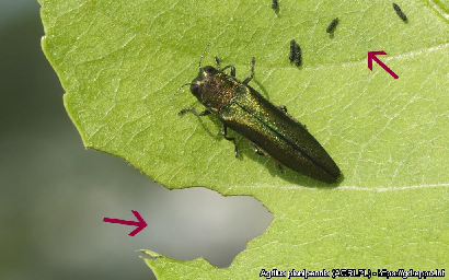 agrilus