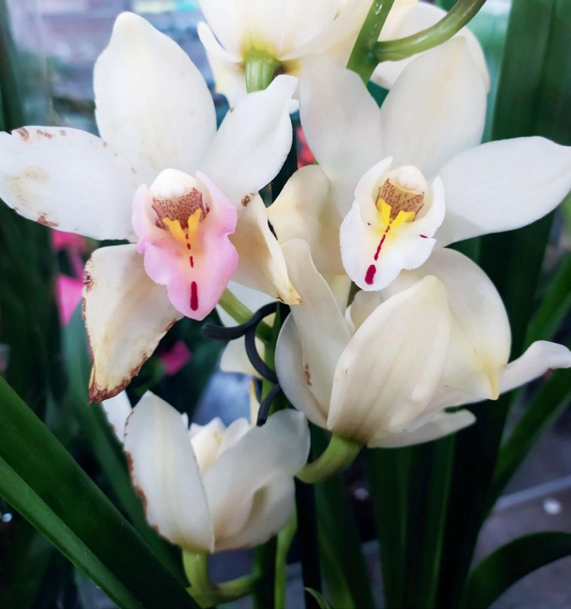 orchidėjos, cimbidžiai