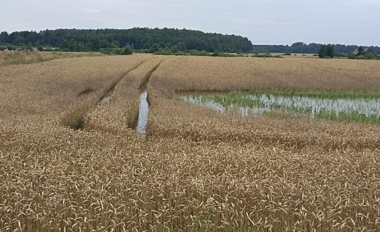 apsemtas javų laukas