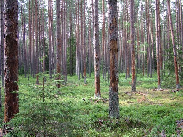 kirpikų nudžiovintos pušys