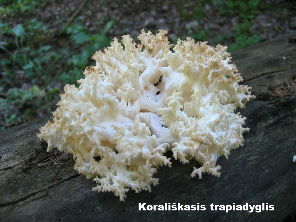 trapiadyglis koraliskasis
