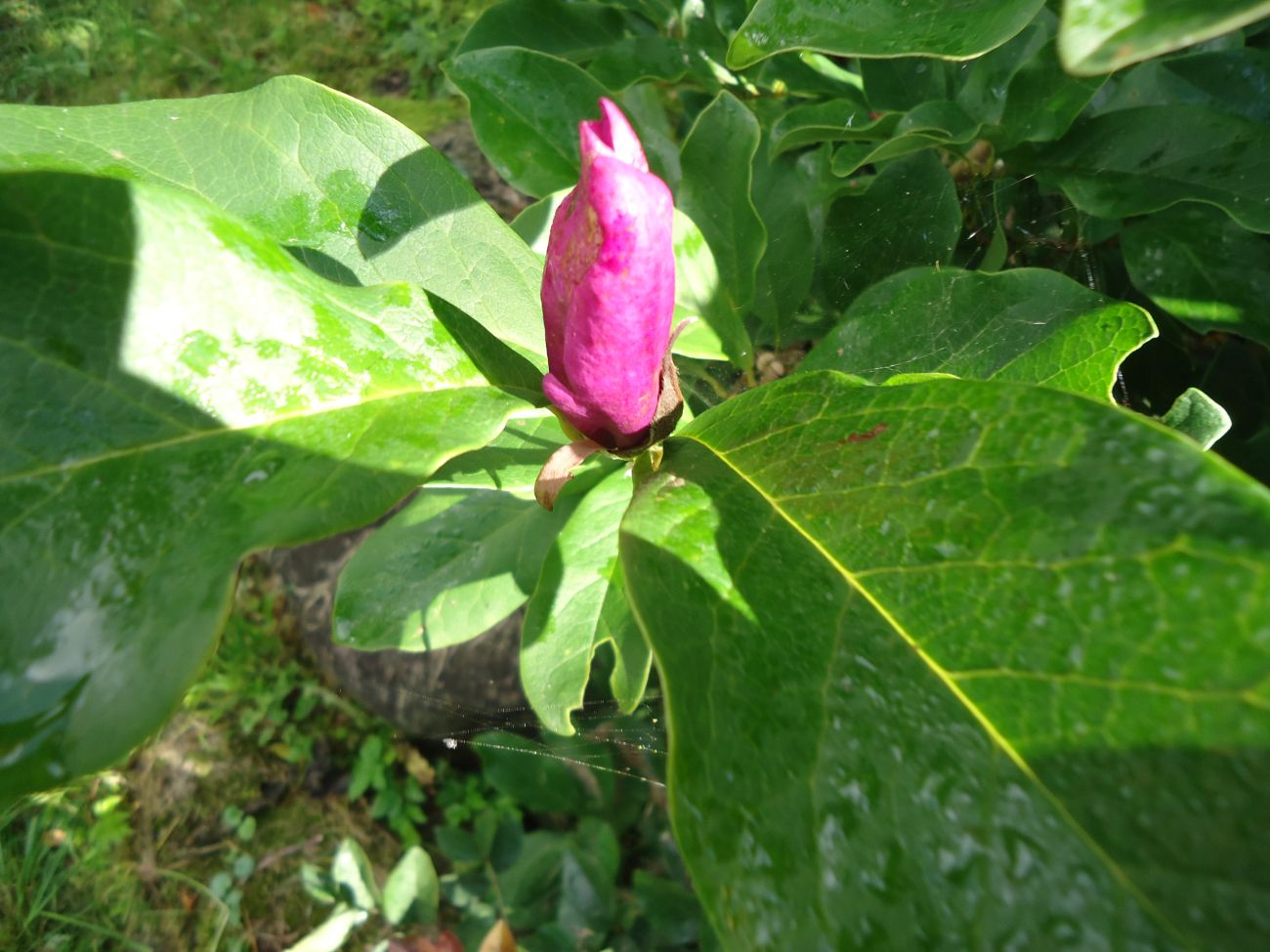 magnolija, Skinderiškių parkas