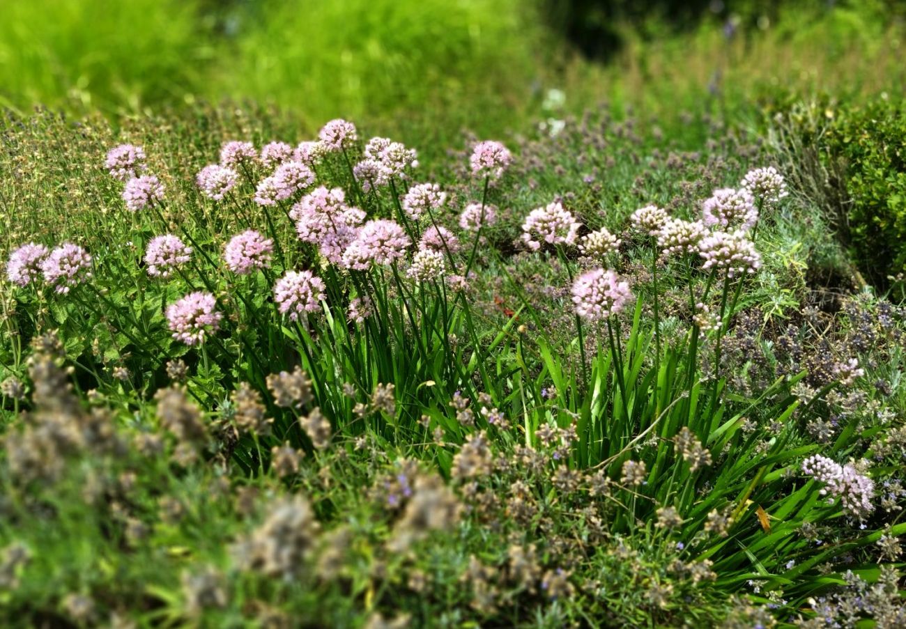 dekoratyviniai česnakai, allium