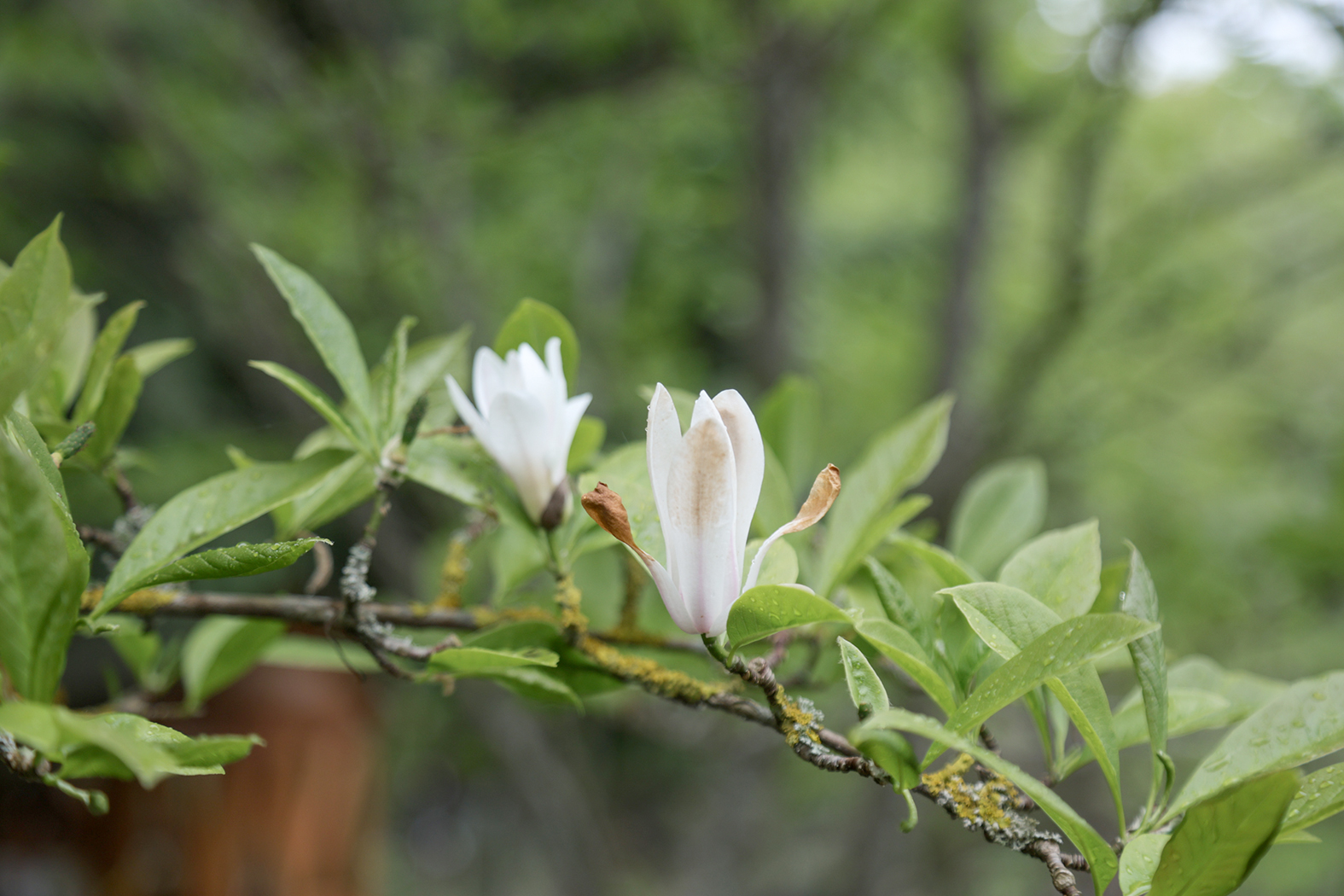 magnolijos