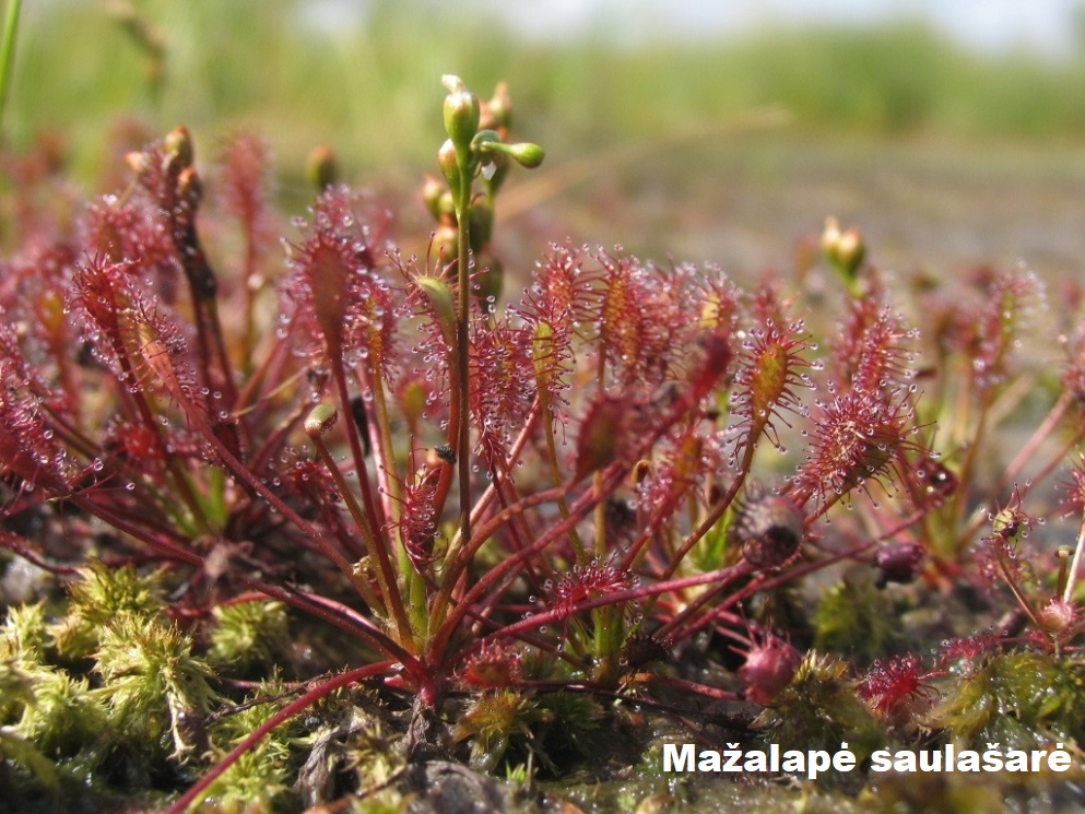 mazalape saulasare