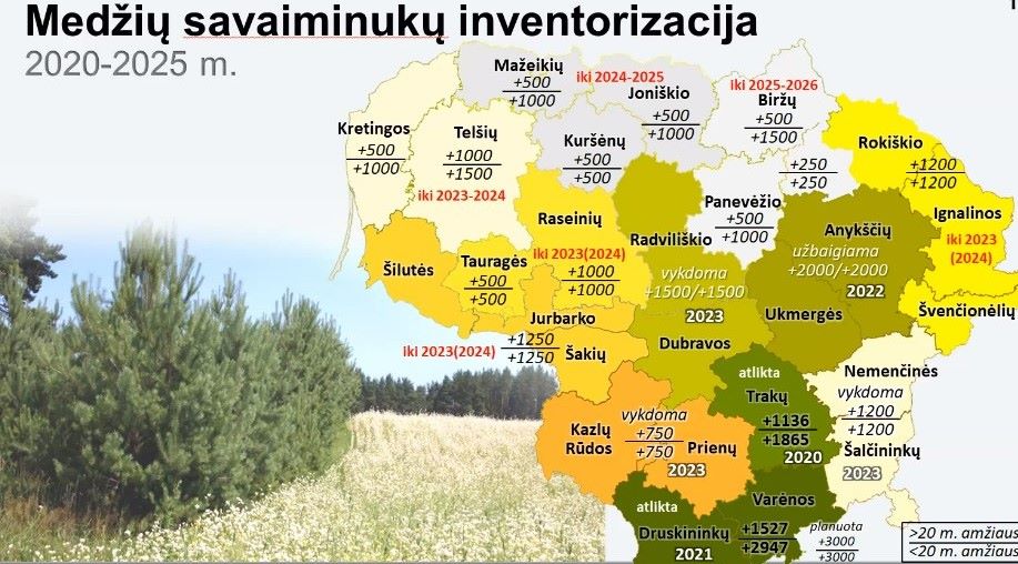 medžių savaiminukų plotai