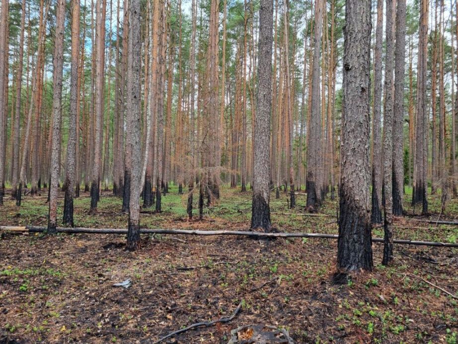 miškas po gaisro