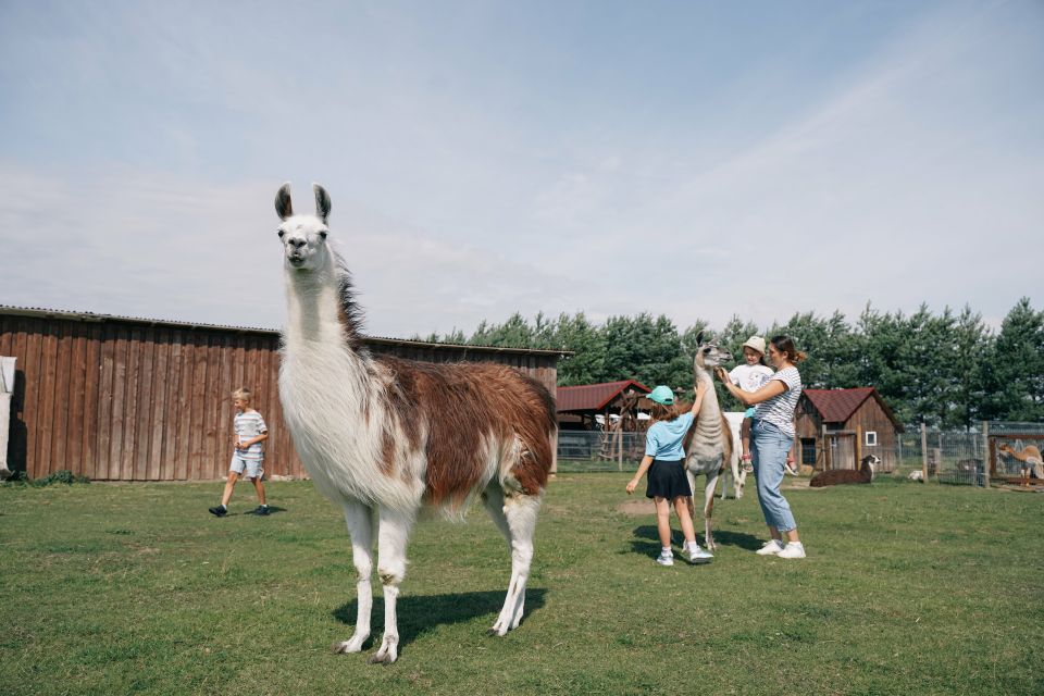 alpakų ūkis