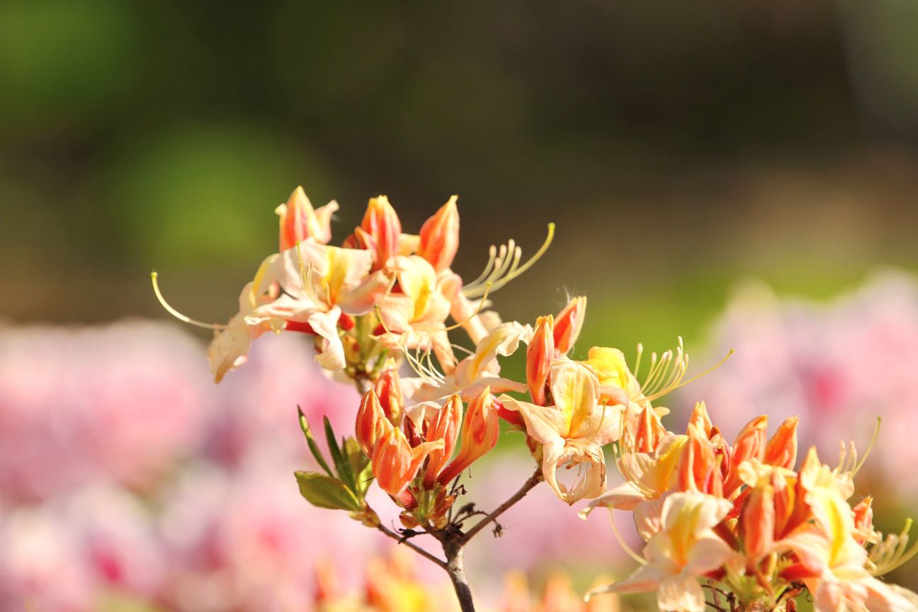 Vakarinis rododendras