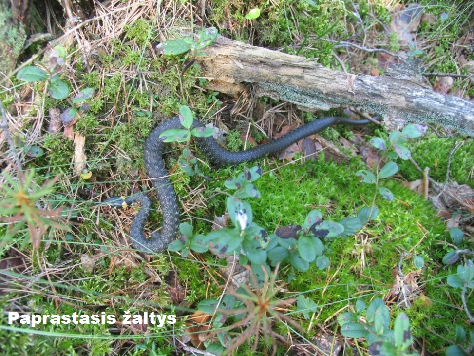paprastasis zaltys
