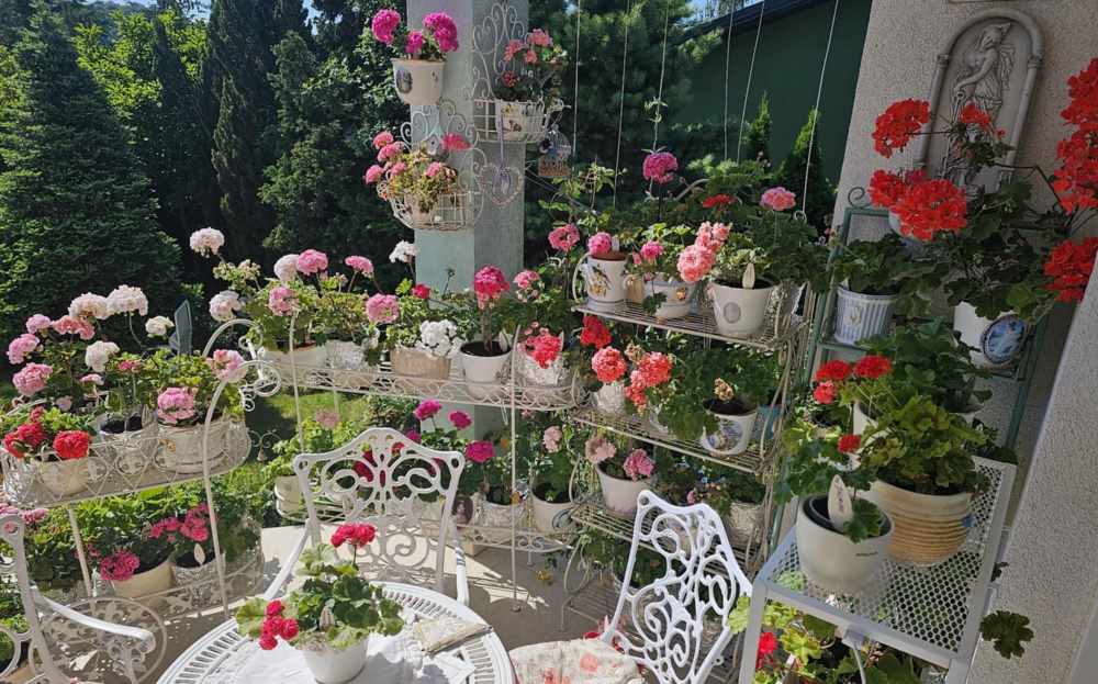 pelargonijos