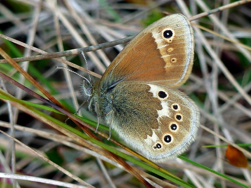 pievinis satyriukas