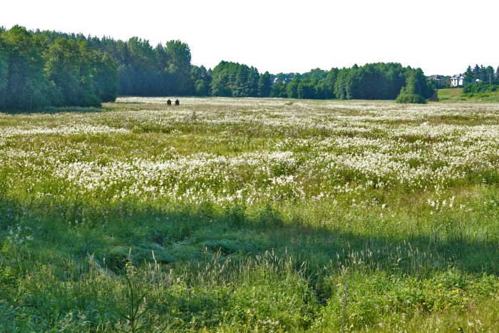 apyežerės pievos