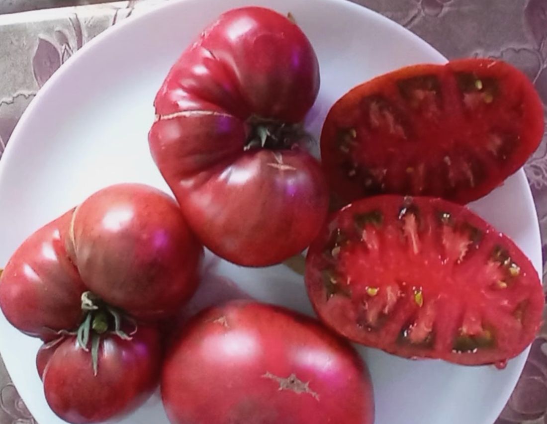 dwarf pomidorų veislės
