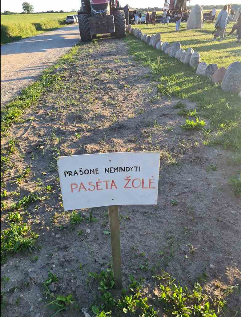 pasėta žolė