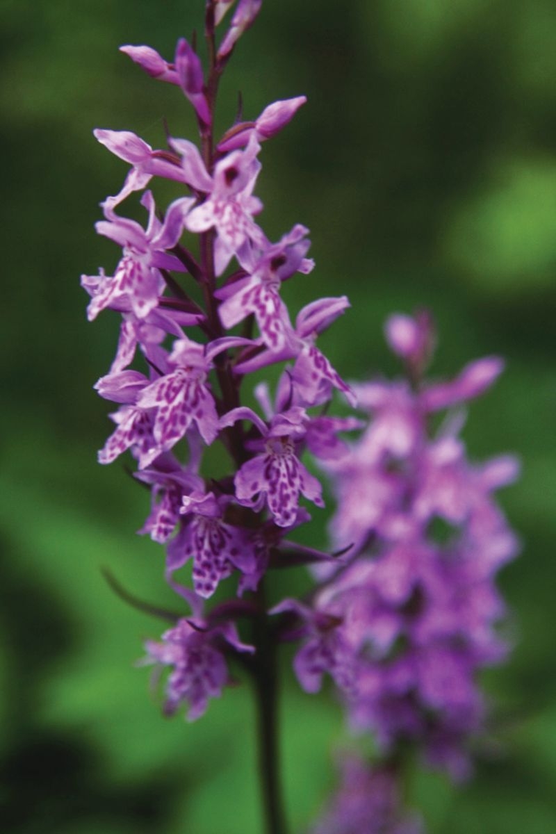 Lietuviškos orchidėjos: pražūtingas grožis