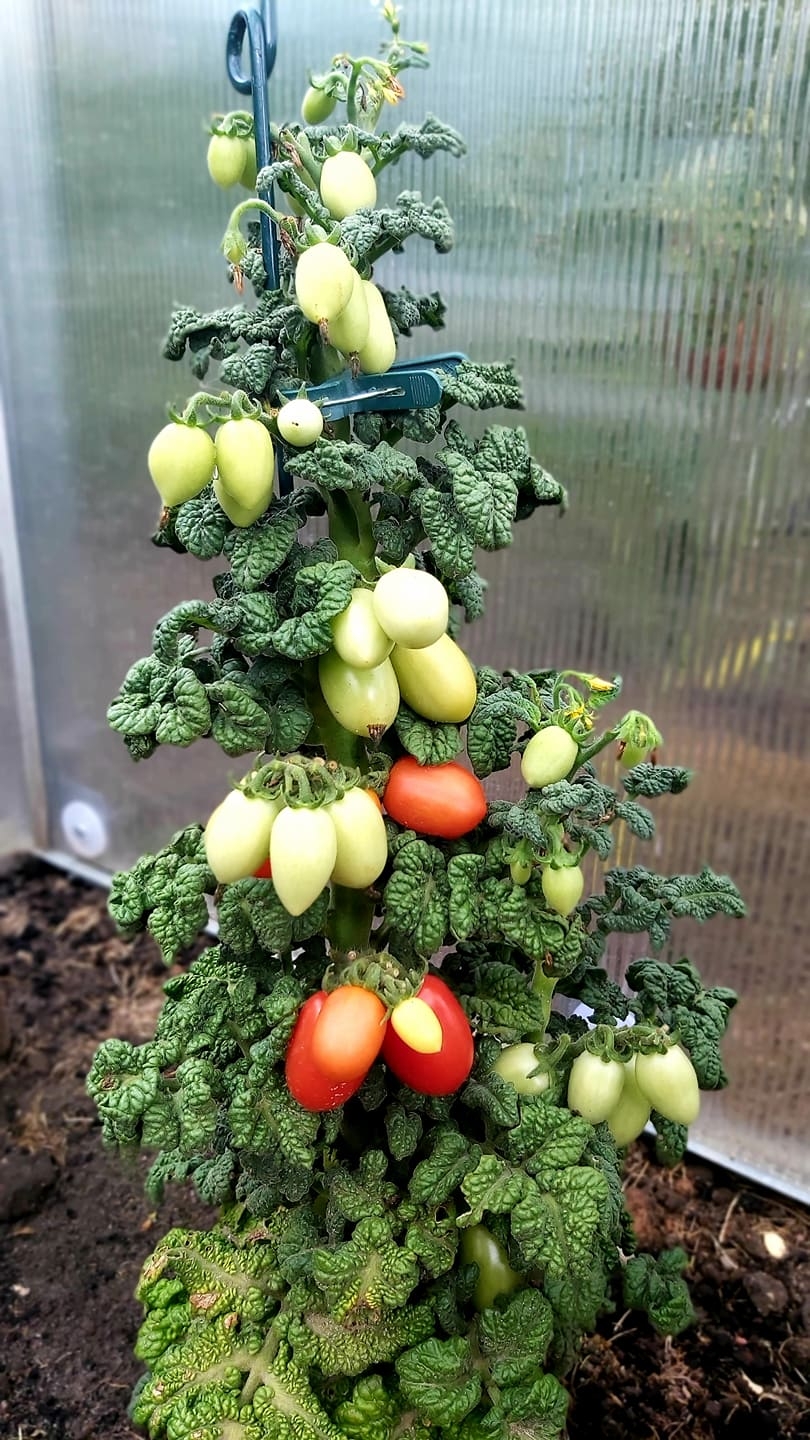 Pomidoriukai - tarsi dekoratyviniai žaisliukai