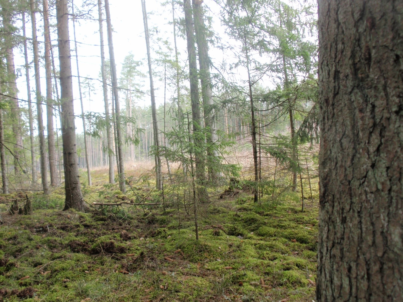 Pasikeitusiam miško adresui surasti – naujas miškų adresyno keitiklis