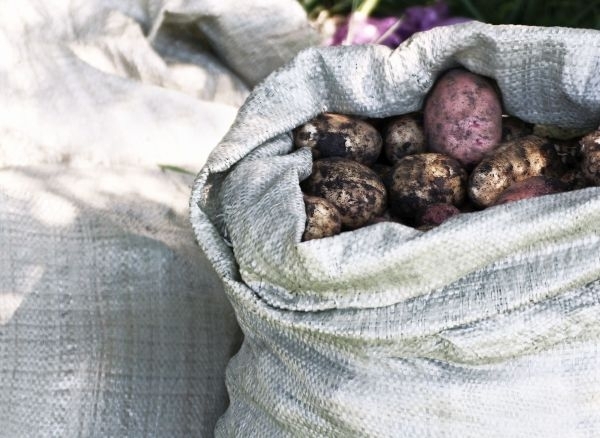 Norite skanių ir kokybiškų bulvių – patikrinkite, ar jas teisingai laikote