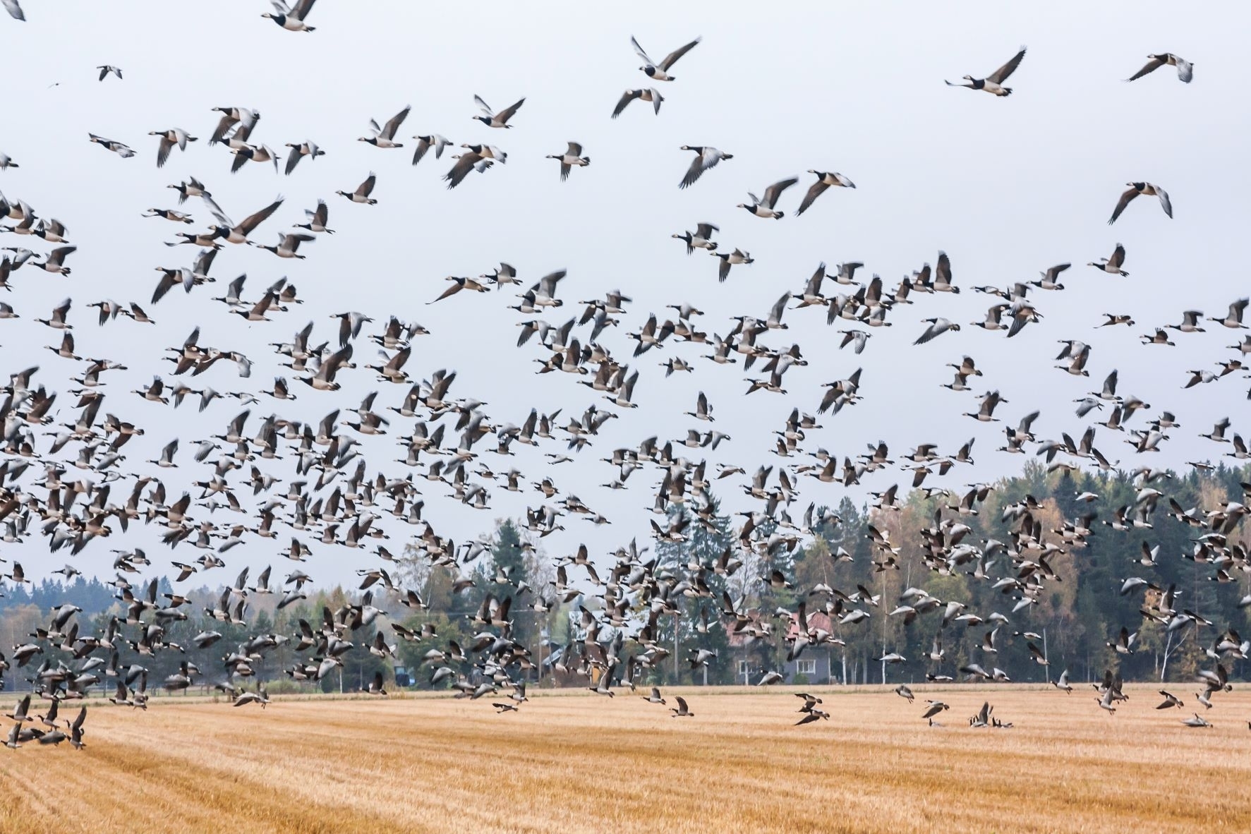 Ar jau greitai kompensacijos už laukinių paukščių daromą žalą?