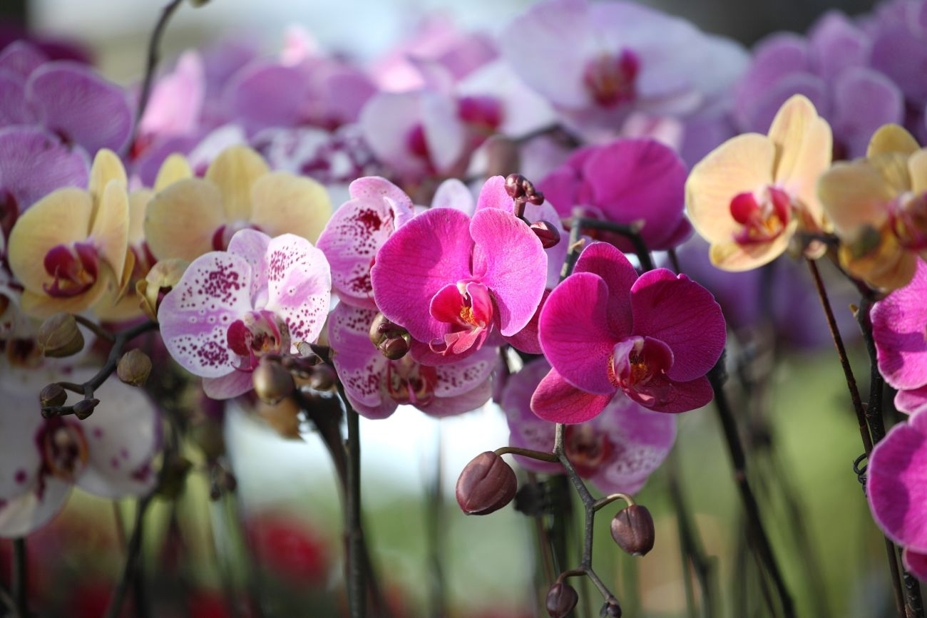 Orchidėjos – unikalūs gamtos kūriniai