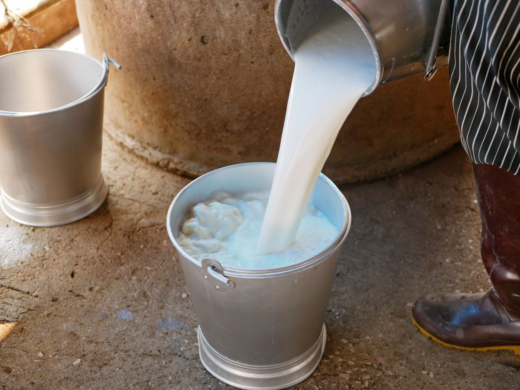 Žvilgsnis į lapkritį: vidutinės pieno supirkimo kainos ir supirktas pienas