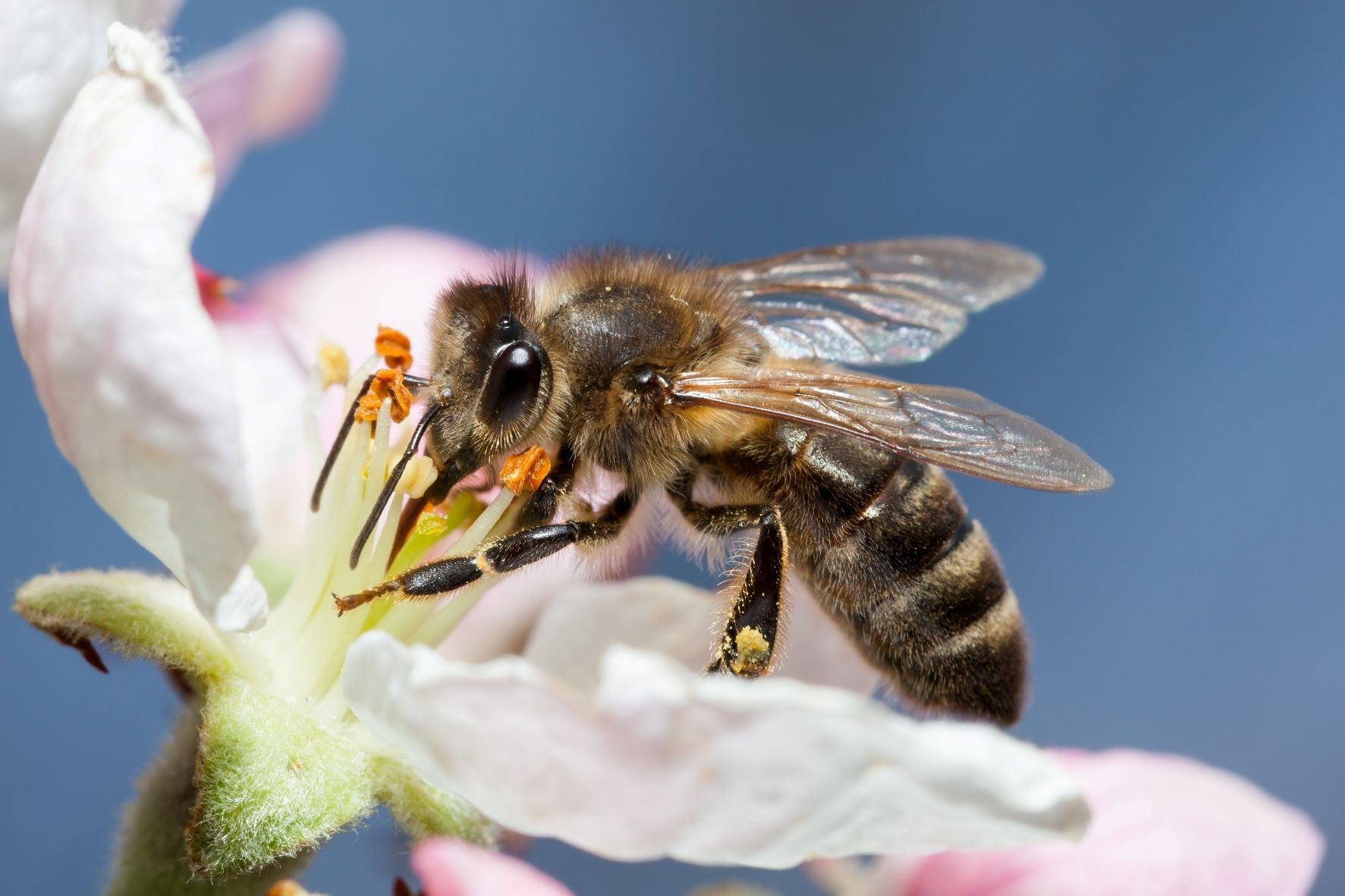 Priimti sprendimai dėl bitininkų pateiktų paraiškų