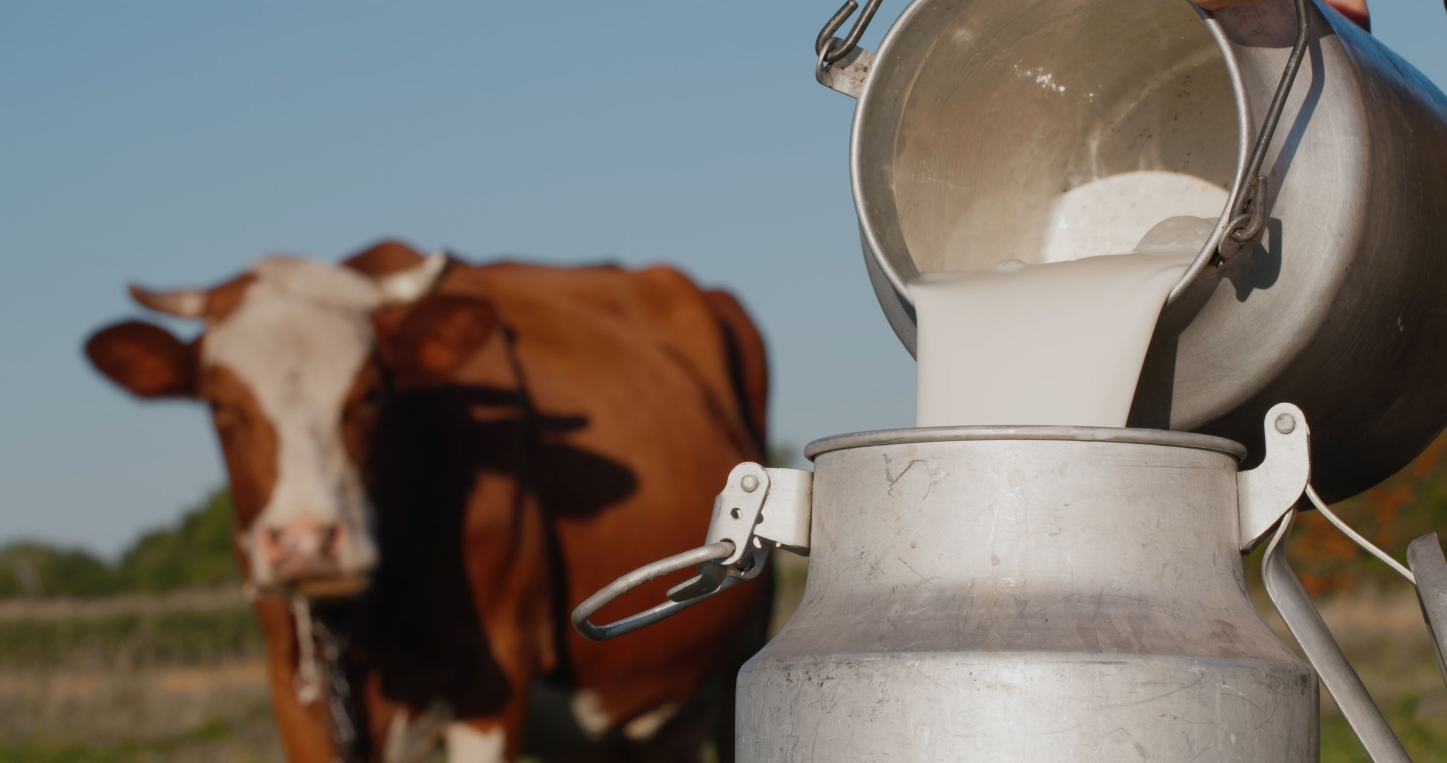Estijoje pieno supirkimo kainos per metus krito 13,5 proc.